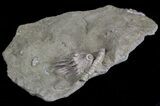 Small, Macrocrinus Crinoid Fossil - Indiana #68562-2